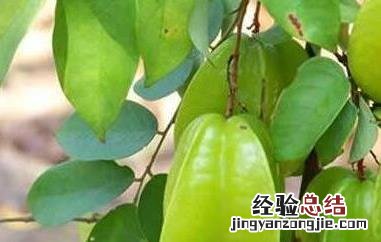 杨桃的功效与作用有哪些好处 杨桃的功效与作用有哪些