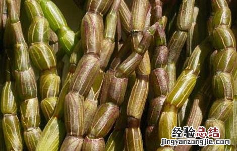 铁皮石斛怎么保存? 铁皮石斛怎么保存