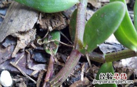 铁皮石斛怎么保存? 铁皮石斛怎么保存