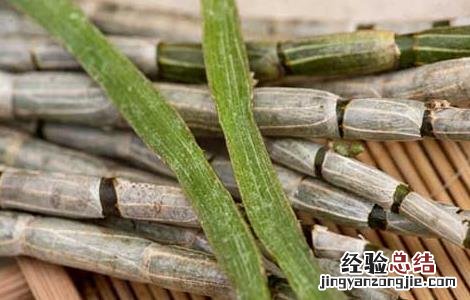 铁皮石斛怎么保存? 铁皮石斛怎么保存