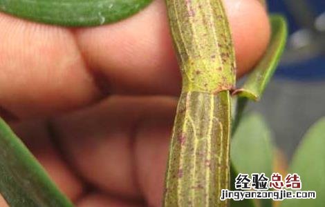 铁皮石斛怎么保存? 铁皮石斛怎么保存