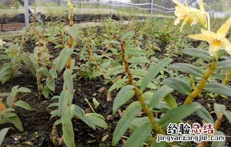 铁皮石斛种植成本高吗 铁皮石斛种植成本