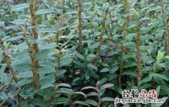 铁皮石斛种植成本高吗 铁皮石斛种植成本