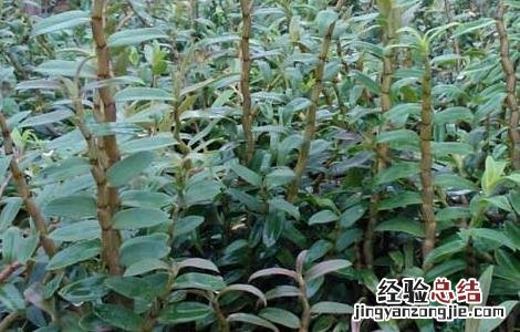铁皮石斛种植成本高吗 铁皮石斛种植成本