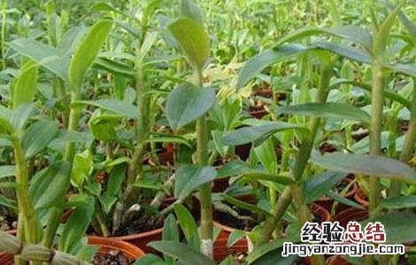 铁皮石斛种植成本高吗 铁皮石斛种植成本