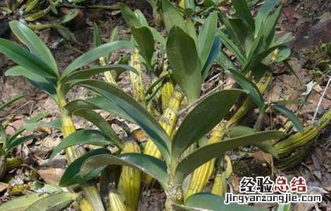 铁皮石斛种植成本高吗 铁皮石斛种植成本