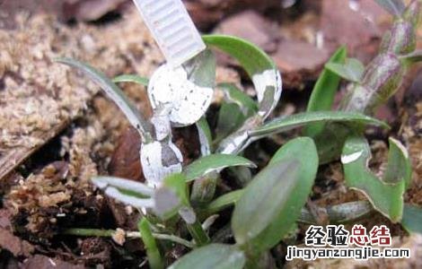 铁皮石斛种植条件 铁皮石斛种植条件要求