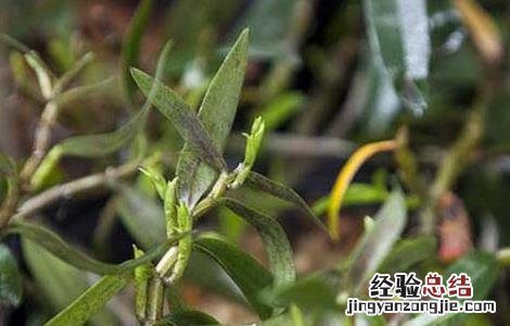 铁皮石斛种植条件 铁皮石斛种植条件要求