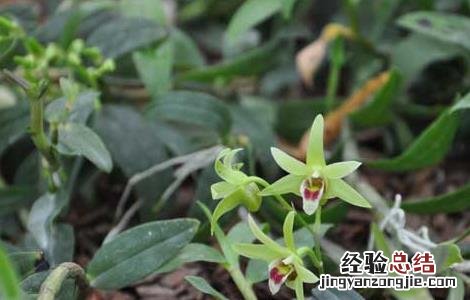 种植石斛利润高吗 种植石斛赚钱吗