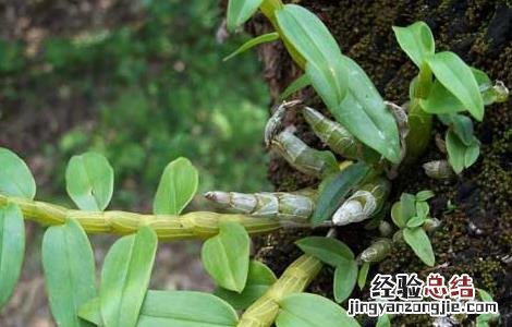 种植石斛利润高吗 种植石斛赚钱吗