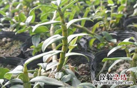 种植石斛利润高吗 种植石斛赚钱吗