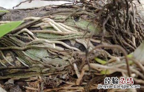 种植石斛利润高吗 种植石斛赚钱吗