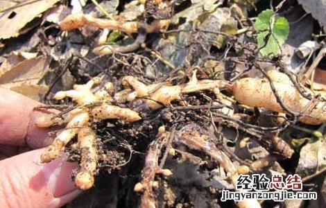 天麻块茎腐烂病防治 天麻腐烂病如何防治