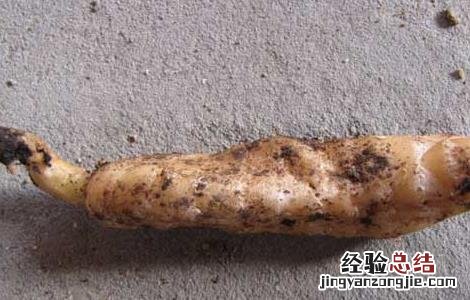 天麻块茎腐烂病防治 天麻腐烂病如何防治