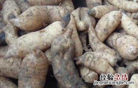 天麻块茎腐烂病防治 天麻腐烂病如何防治