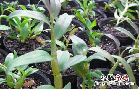 铁皮石斛种植骗局曝光 铁皮石斛种植骗局