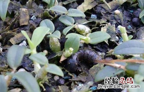 铁皮石斛种植骗局曝光 铁皮石斛种植骗局