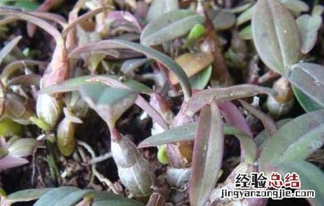 铁皮石斛种植骗局曝光 铁皮石斛种植骗局