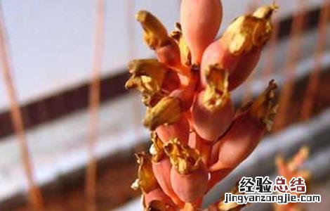 天麻花茎病防治方法 天麻病害及防治