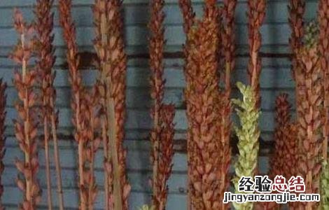 天麻花茎病防治方法 天麻病害及防治