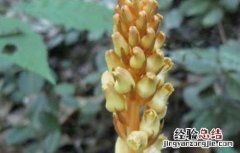天麻花茎病防治方法 天麻病害及防治