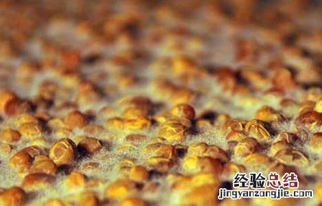 灵芝毛霉防治方法有哪些 灵芝毛霉防治方法