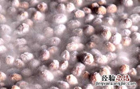 灵芝毛霉防治方法有哪些 灵芝毛霉防治方法