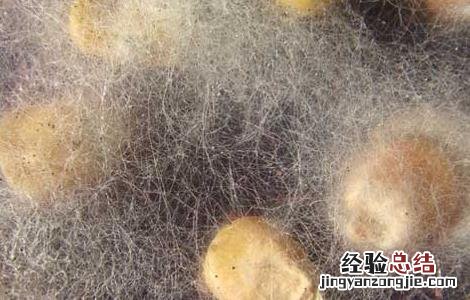 灵芝毛霉防治方法有哪些 灵芝毛霉防治方法