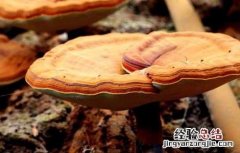 灵芝毛霉防治方法有哪些 灵芝毛霉防治方法
