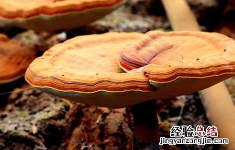 灵芝毛霉防治方法有哪些 灵芝毛霉防治方法