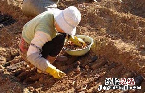 种植天麻赚钱吗现在 种植天麻赚钱吗