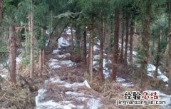 种植天麻赚钱吗现在 种植天麻赚钱吗