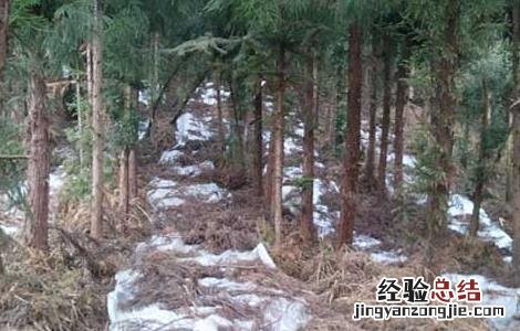 种植天麻赚钱吗现在 种植天麻赚钱吗