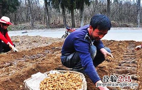 种植天麻赚钱吗现在 种植天麻赚钱吗