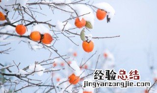 痛风可以吃柿饼吗 痛风可以吃什么