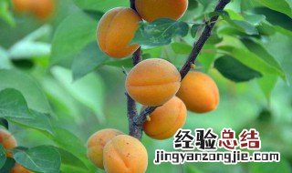 杏和啤酒能一起吃吗 吃少量没问题