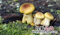 减肥可以吃秀珍菇吗 减肥吃秀珍菇的帮助