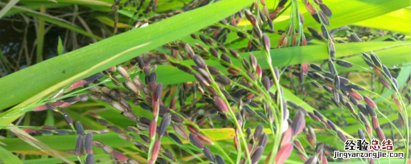 血糯米奶茶里面的血糯米是什么 血糯米是什么