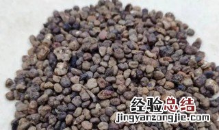益智营养品 益智的营养价值