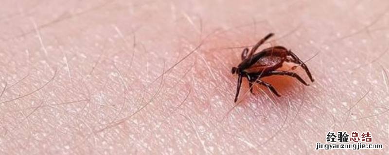 床上蜱虫怎么来的家里养花 床上蜱虫怎么来的