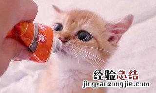 猫营养膏怎么喂 猫营养膏怎么喂