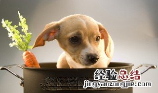 狗怎么补营养最好 狗怎么补营养