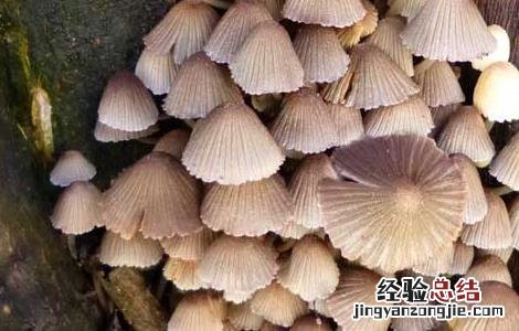 灵芝鬼伞防治方法 毛头鬼伞食用方法