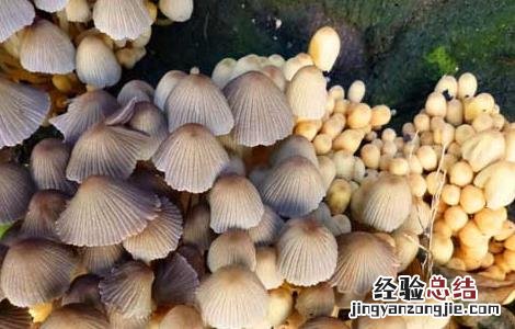 灵芝鬼伞防治方法 毛头鬼伞食用方法
