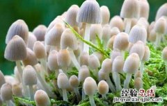 灵芝鬼伞防治方法 毛头鬼伞食用方法