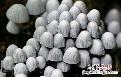 灵芝鬼伞防治方法 毛头鬼伞食用方法