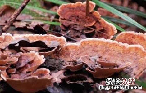 多菌灵能杀死蚊子幼虫吗 灵芝菌蚊防治方法