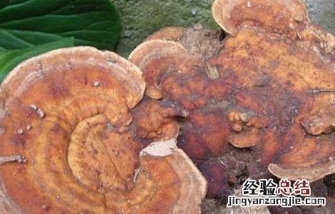 多菌灵能杀死蚊子幼虫吗 灵芝菌蚊防治方法