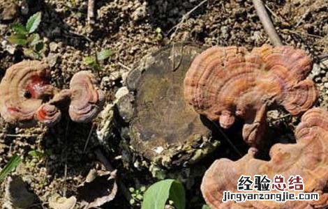 多菌灵能杀死蚊子幼虫吗 灵芝菌蚊防治方法