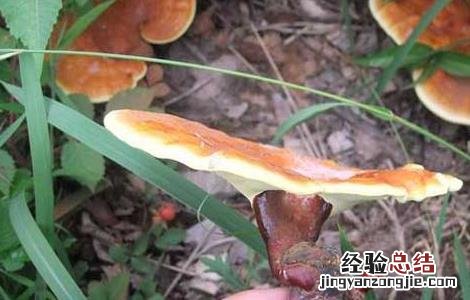 多菌灵能杀死蚊子幼虫吗 灵芝菌蚊防治方法